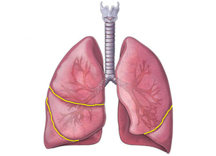 Một số dấu hiệu của bệnh phổi thường gặp